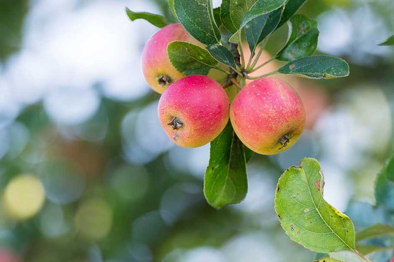 Grow your own fruit and veg
