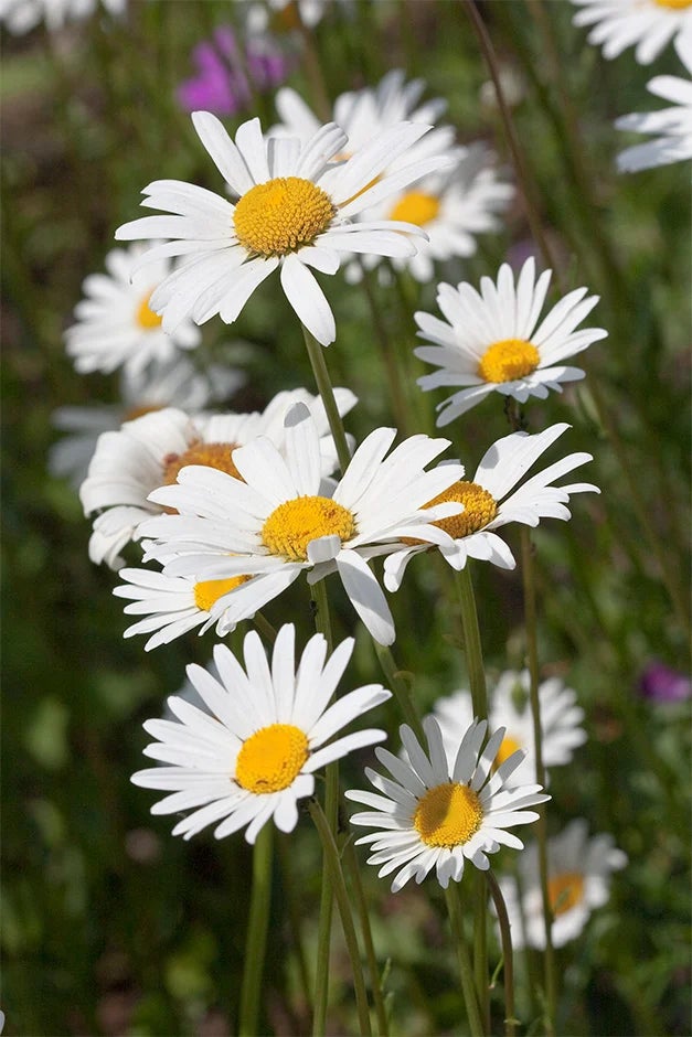 ox-eye daisy