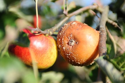 Apple tree problems: FAQs | RHS Advice