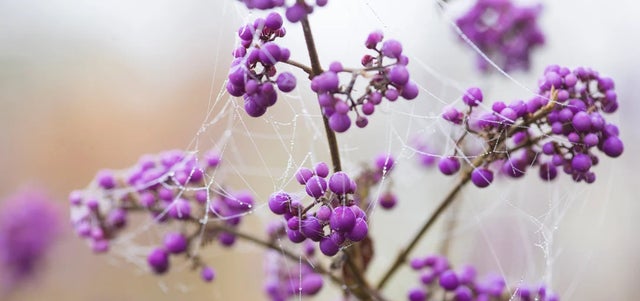 10 award-winning shrubs for autumn berries