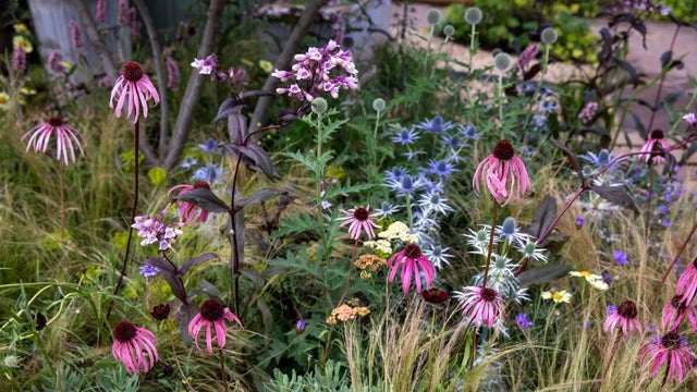 RHS Peat-Free Garden