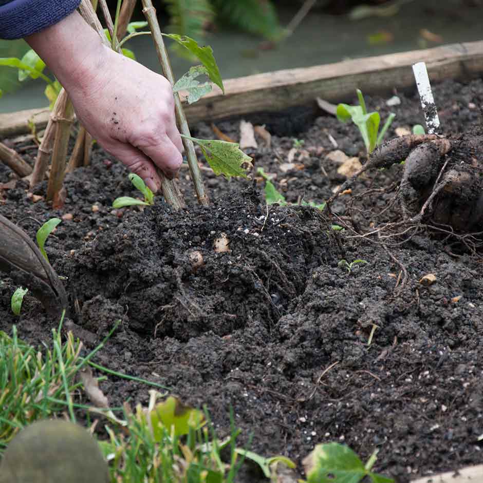 Lifting dahlias tubers