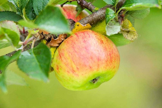 How to grow apples