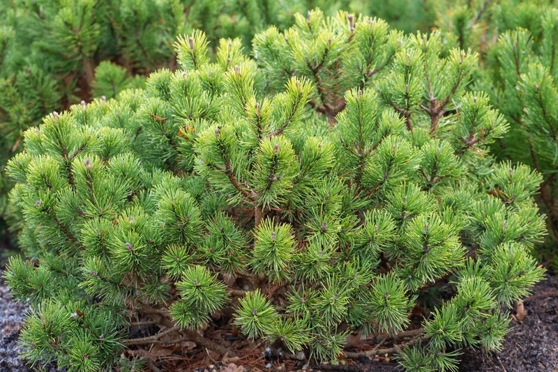 Dwarf, rock garden pine