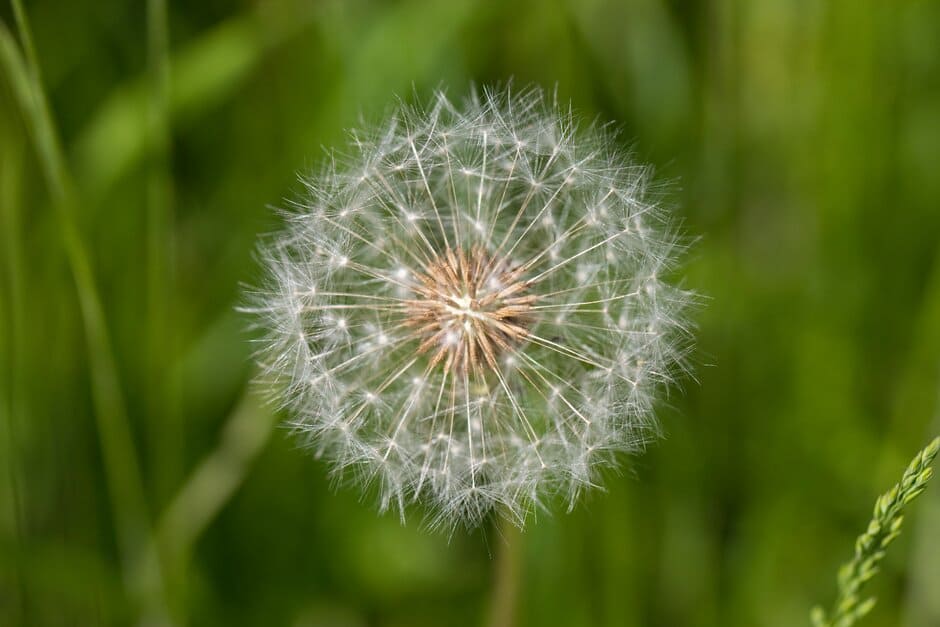 How Plants Age and Mature | RHS Advice