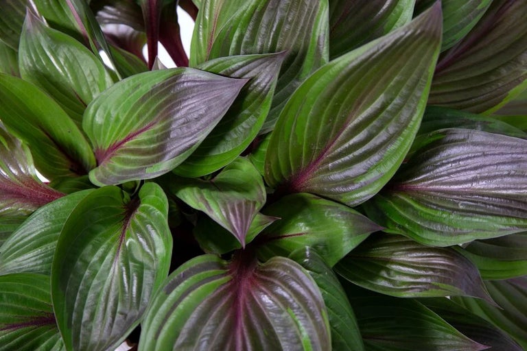 RHS Chelsea Plant of the Year 2026 winner: Hosta RED NINJA (‘Nk2021’)