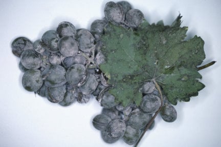 Grapes: indoor cultivation | RHS Advice
