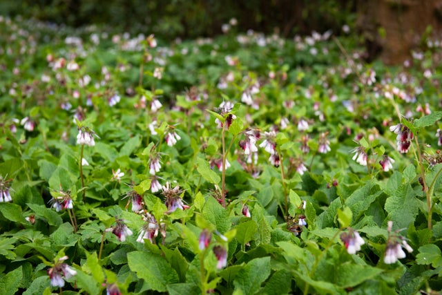 Homemade fertilisers