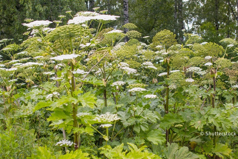Giant hogweed