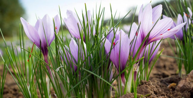 Explore more autumn-flowering crocus