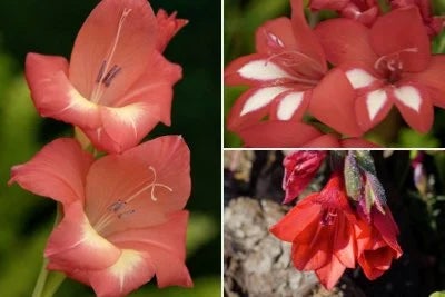 Back	 Gladioli requiring specialist care