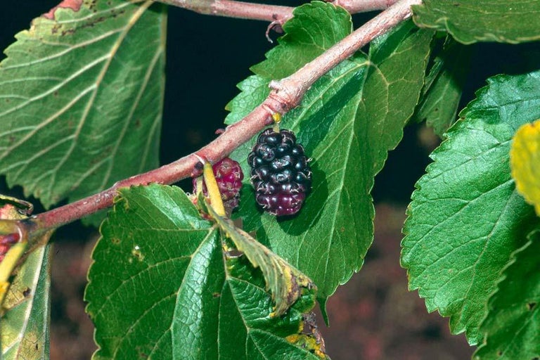 Buy mulberries at RHSplants.co.uk
