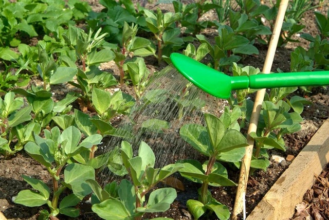 Managing water in your garden