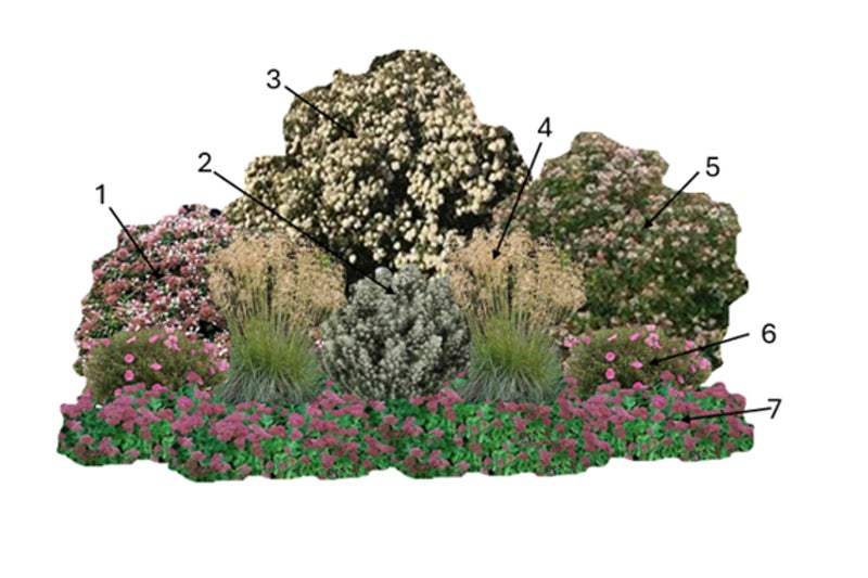 Drought: Pink and White Planting | RHS Advice