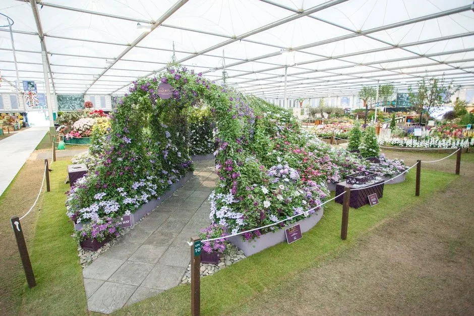 Raymond Evison Clematis