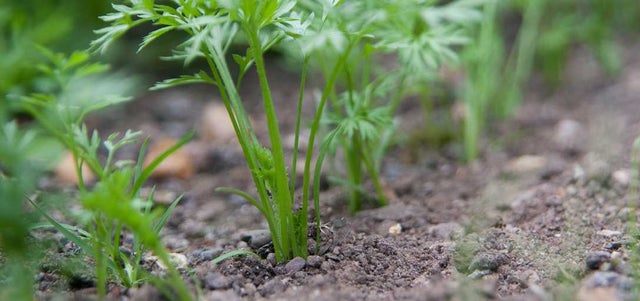 Life under your feet – feeding plants and the planet