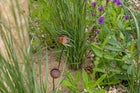 Thumbnail: Naturally Resilient: Inspired by the Norfolk Coast