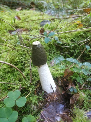 Stinkhorn (<EM>Phallus impudicus</EM>).  Image: Jassy Drakulic