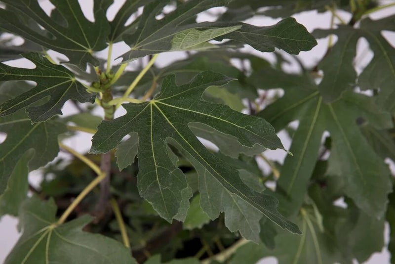 Fig trees