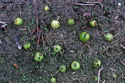 June Drop in Apples: Is It Normal? | RHS Advice