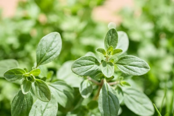 Sweet marjoram AGM