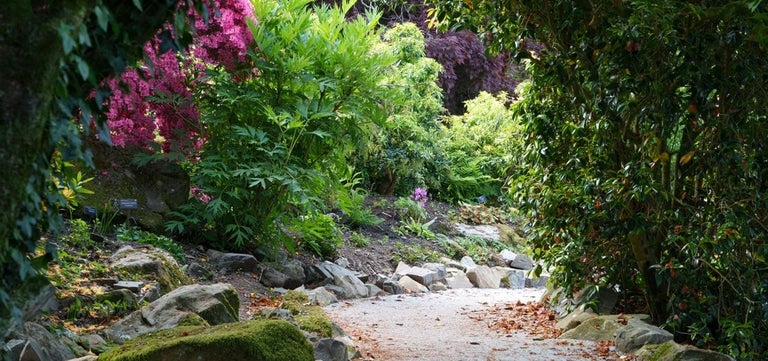 10 award-winning evergreen shrubs for dry shade