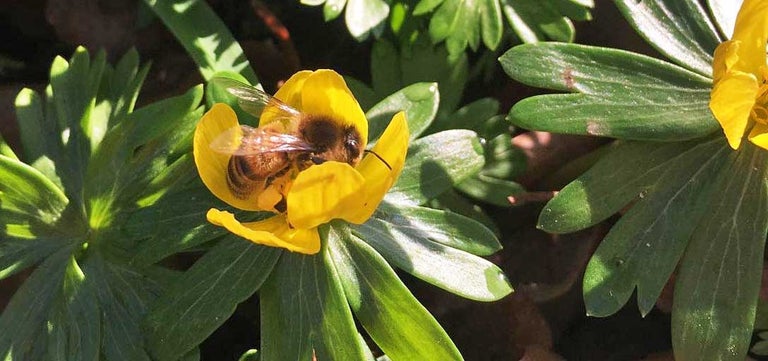 Bee-friendly winter plants