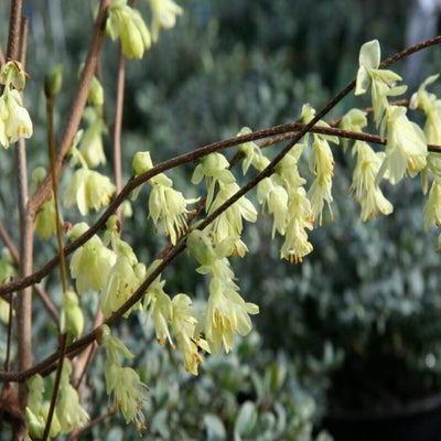 <i>Corylopsis</i> offers welcome spring colour