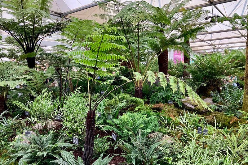 Fern-tastic