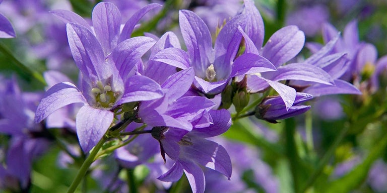 Buy campanulas from RHSplants.co.uk