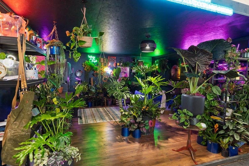Neo Flora by John Tallis and Megan Warren-Davis