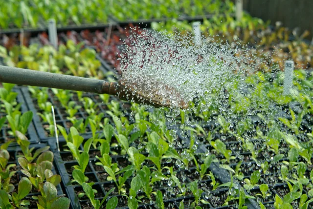 Watering