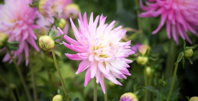 All about dahlias