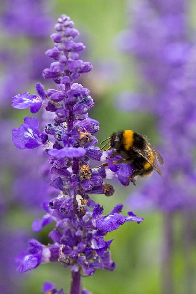 Where to buy peat-free plants: list of peat-free nurseries