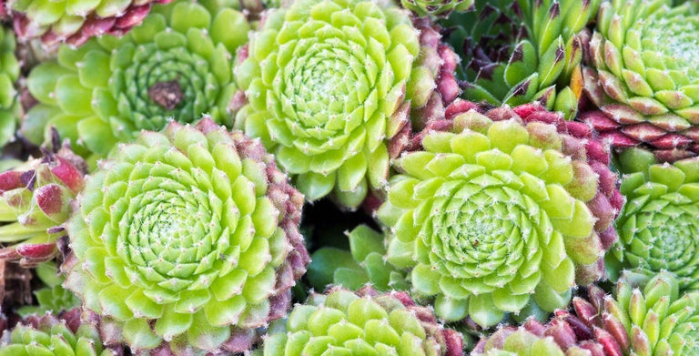 Sempervivum