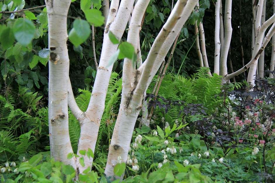 10. Grow lots of long-lived plants