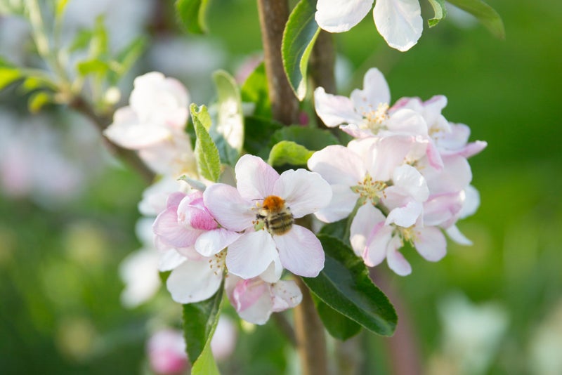 bumblebee on 'Herefordshire Russet' apple blossom