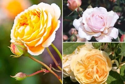 Climbing roses / RHS Plant Guide