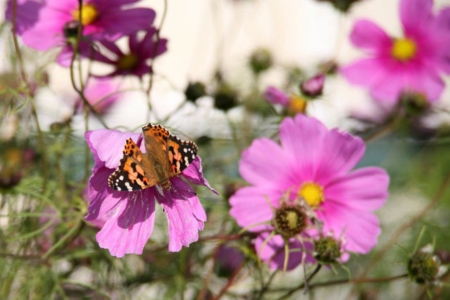 Gardening for wildlife