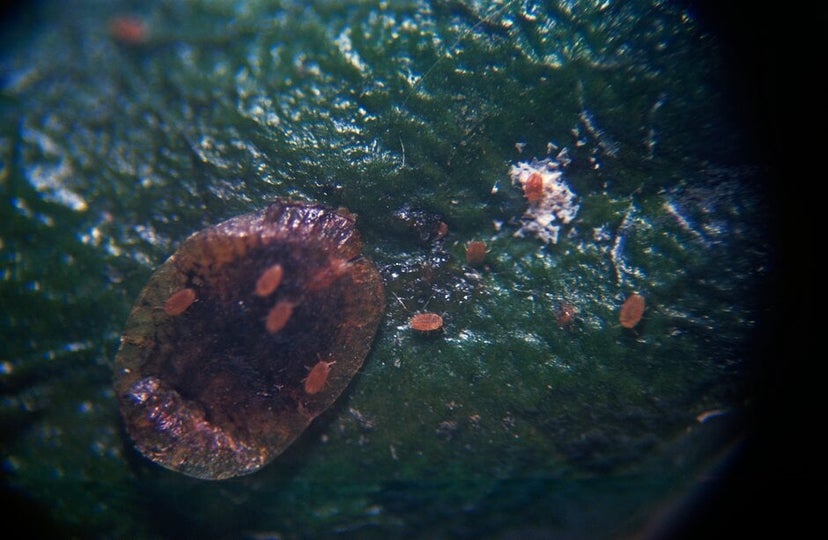 Scale Insects: Identification and Control | RHS Advice