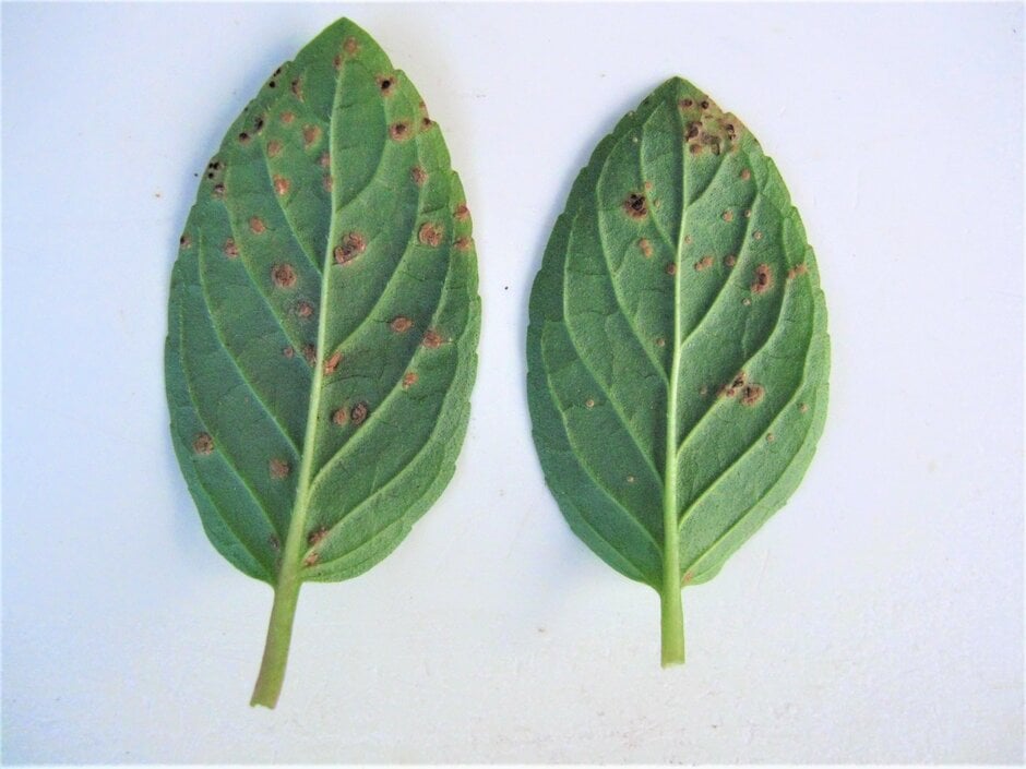 Mint Rust: Causes & Treatment | RHS Advice