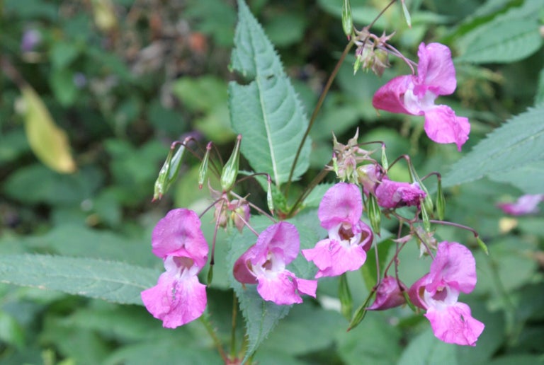 Himalayan balsam