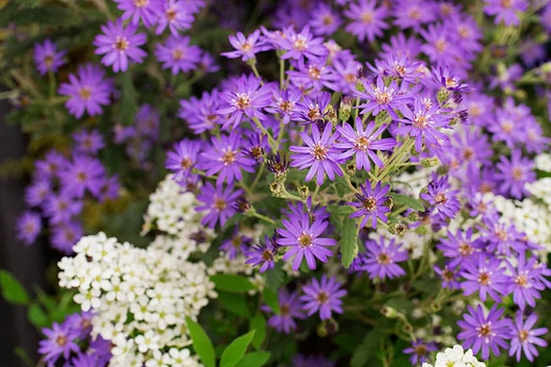 Unusual flowering evergreen