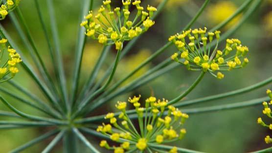 Grow your own herbs
