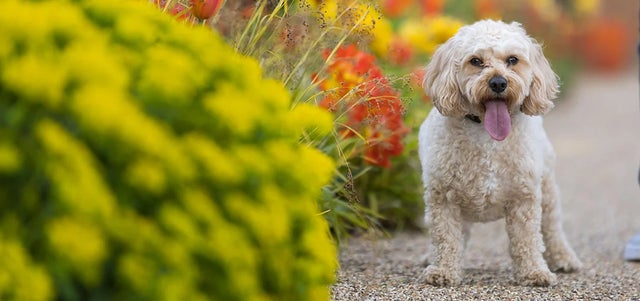 Create a pet-friendly space