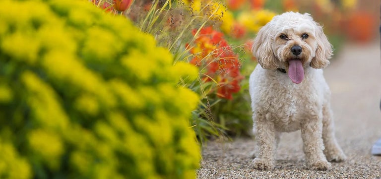 How to create a pet-friendly garden