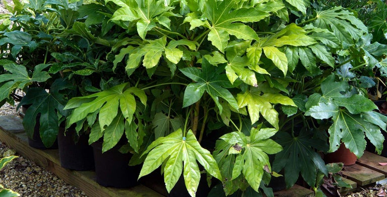 Fatsia