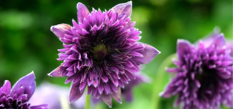New plants: Pulsatilla ‘Fairy Dreams’