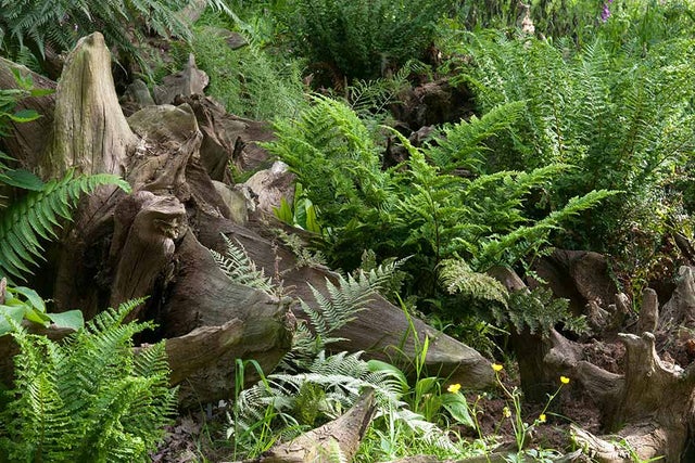 All you need to know about ferns