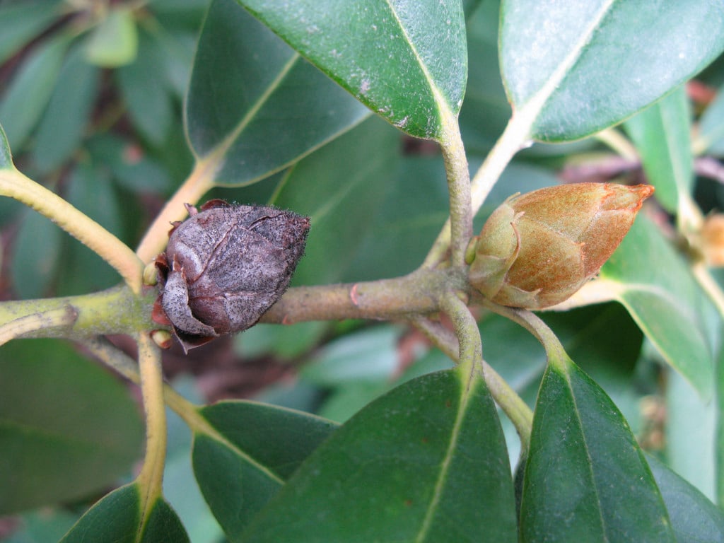 Rhododendron bud blast (infected bud on the left)